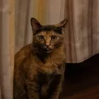 保護猫