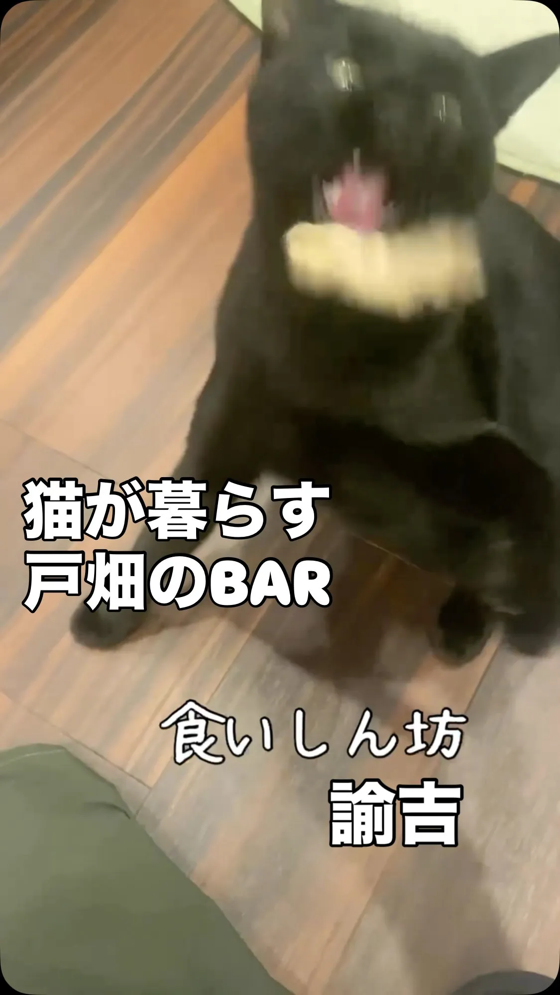 猫が暮らす北九州市戸畑のBAR またたび酒場ルポ