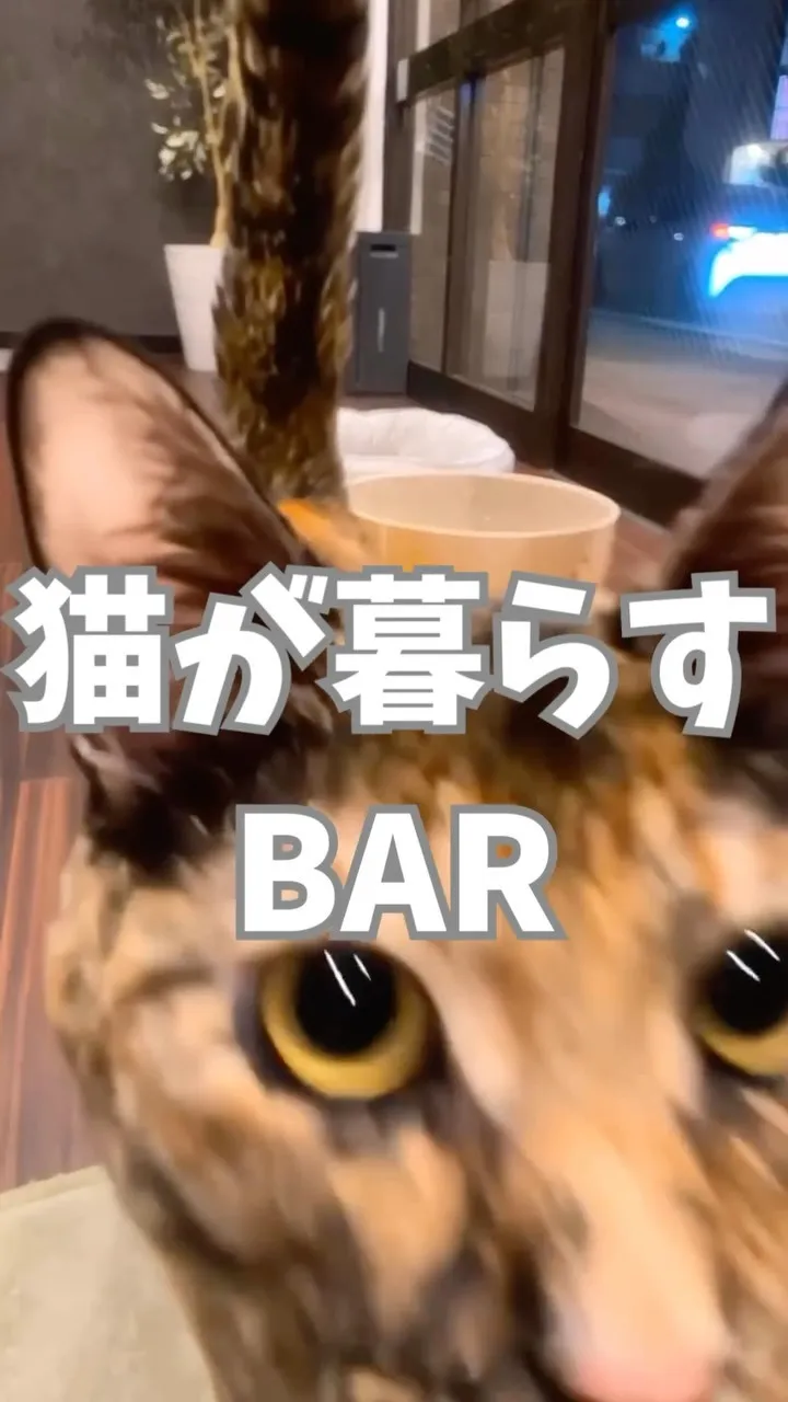 ネコと一緒にお酒を楽しむ特別な場所がここにあります。