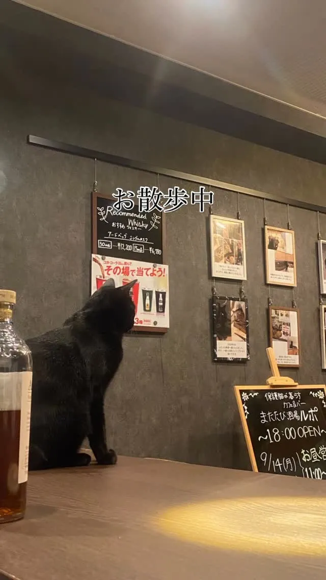 お散歩中#北九州バー #戸畑バー #ウイスキーバー #保護猫